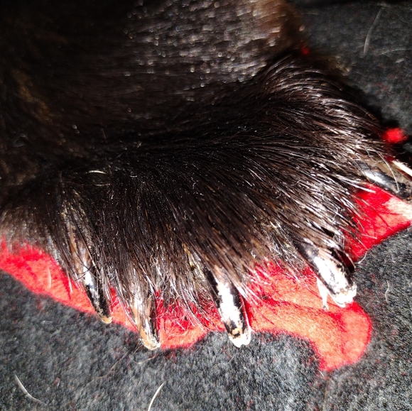 Taxidermy Large Brown Bear Rug, - Picture 3 of 16